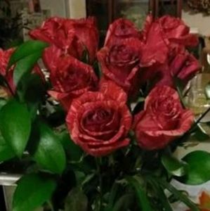 Meet your Posher, Lacie